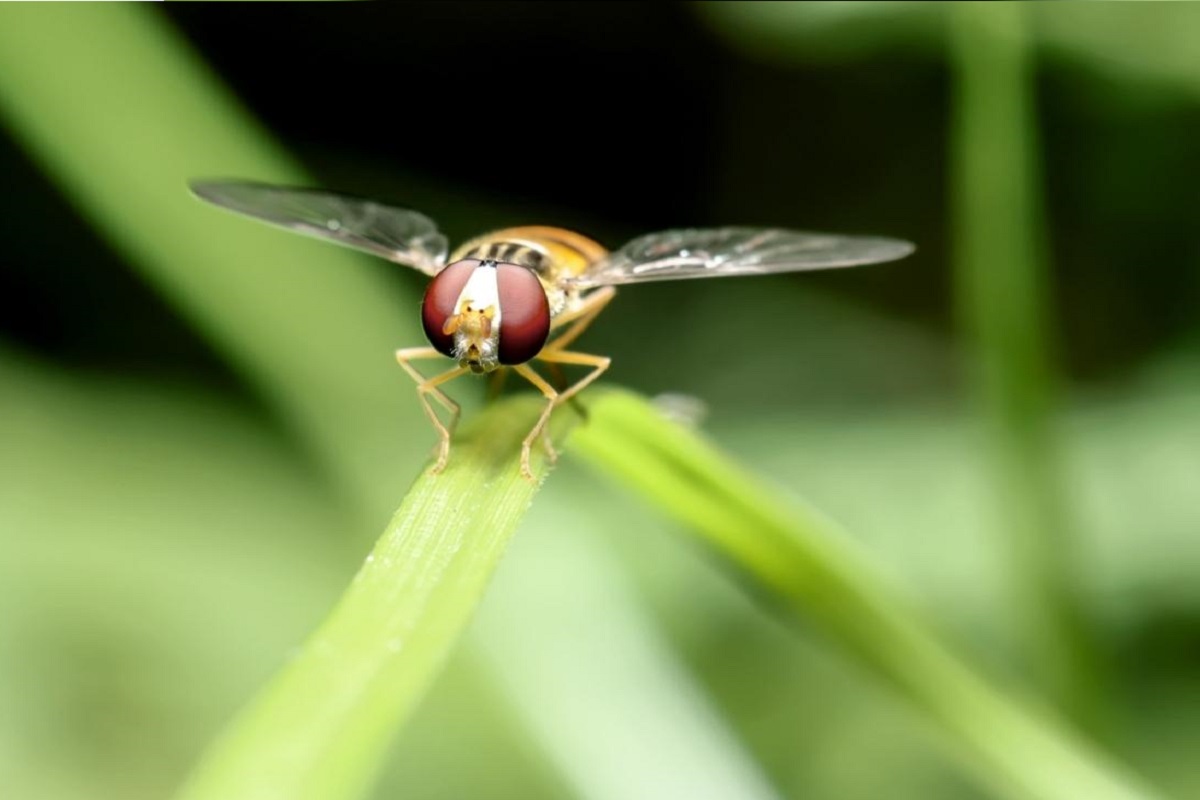 What To Put Down Your Drain For Fruit Flies